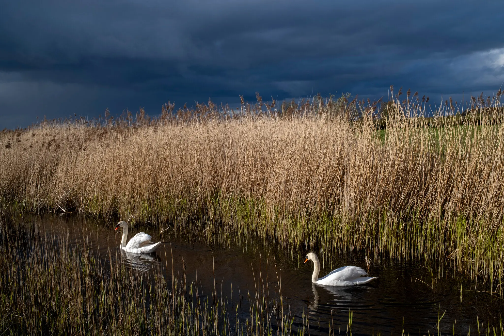 Радикальний підхід до повеней в Англії: віддати землю морю